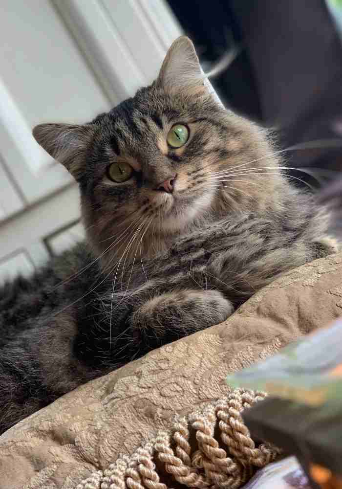 ADOPTED - Stunning Maine Coon Mix Cat in Mount Juliet TN - Meet Noel