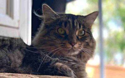 Stunning Maine Coon Mix Cat For Adoption in Mount Juliet TN – Supplies Included – Adopt Noel