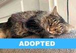 Noel Maine Coon Adoption Nashville Tennessee (8)