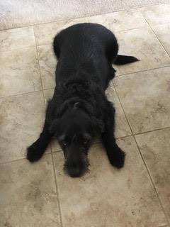 Norman - black lab goldendoodle mix dog for adoption canton ohio