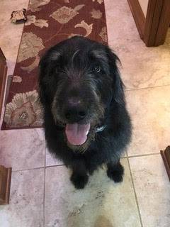 Norman - goldendoodle black labrador retriever mix dog for adoption canton ohio
