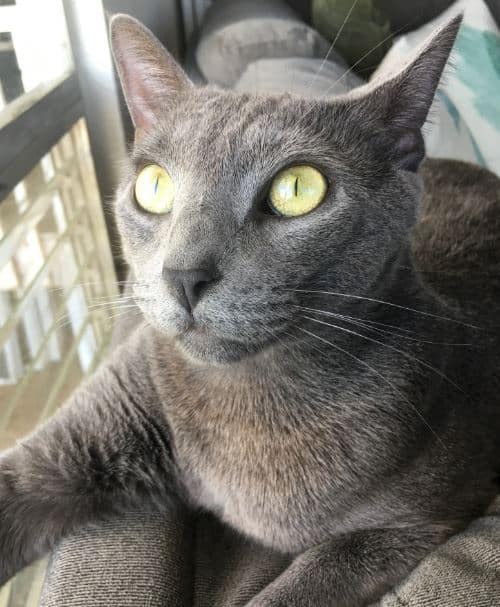 Nui Siamese Russian Blue Mix Cat For Adoption Honolulu HI 4