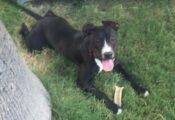 Nyko - Pitbull Mix For Adoption In Chandler AZ 8