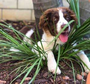 San diego ca – 10 mo red australian shepherd puppy for private adoption – meet oaks