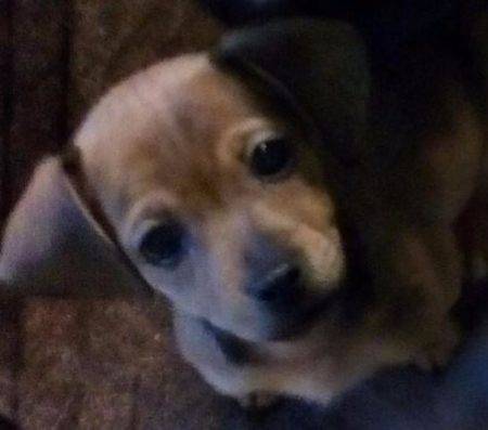 Rehomed Miniature Dachshund Mix Puppies In Stockton California