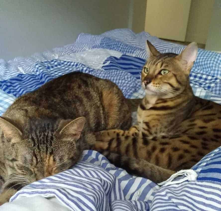 Odin and dimphy – savannah cat and maine coon mix for adoption british columbia