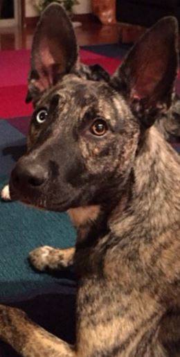 Ojoe - Dutch Shepherd For Adoption in Austin TX 2