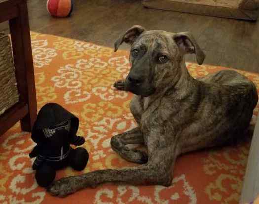 Olaf - brindle plott hound mix for adoption in central sc 5