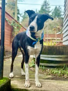 border collie for adoption in oregon Photo border collie for adoption in oregon