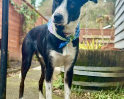 Border collie for adoption in oregon