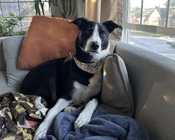 Border collie for adoption in oregon