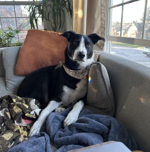border collie for adoption in oregon Photo border collie for adoption in oregon