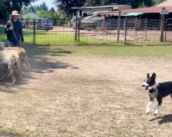 Border collie for adoption in oregon