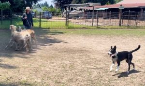 border collie for adoption in oregon Photo border collie for adoption in oregon