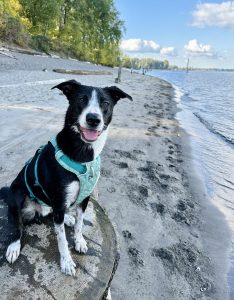 border collie for adoption in oregon Photo border collie for adoption in oregon