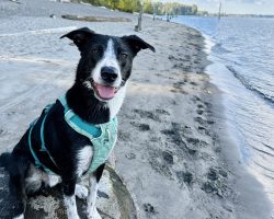 Border collie for adoption in oregon