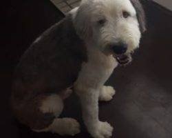 Old english sheepdog for adoption in houston 2
