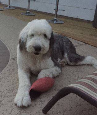 REHOMED – Adorable Chewy – Purebred Old English Sheepdog – Houston