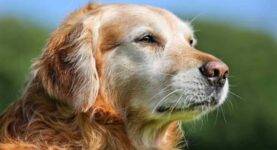 Old-Golden-Retriever-long