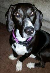 Olive - Basset Hound Beagle Mix Dog Adoption Missouri 2