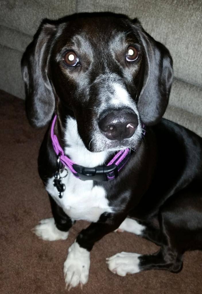 Jefferson City Mo Beautiful Basset Hound Beagle Mix 3 For Adoption To Loving Home Supplies Included