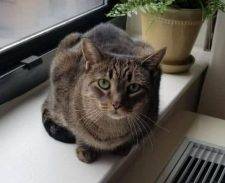 Olive - Senior Tabby Cat For Foster Care Home In Newark NJ
