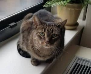 Denville nj – sweet senior tabby cat urgently needs ongoing foster care home