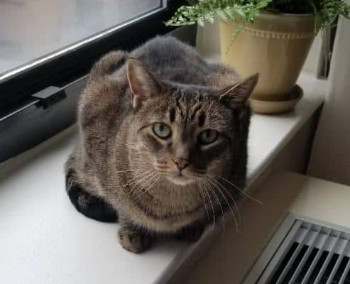 Olive - Senior Tabby Cat For Foster Care Home in Newark NJ