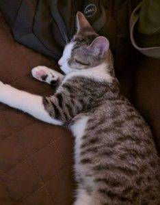 Oliver - tabby tuxedo cat for adoption in nashville tennessee tn