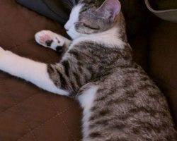 Oliver - tabby tuxedo cat for adoption in nashville tennessee tn