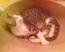Oliver - tabby tuxedo cat for adoption in nashville tennessee tn