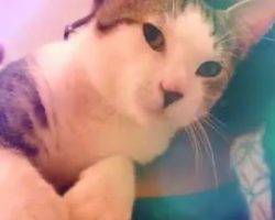 Oliver - tabby tuxedo cat for adoption in nashville tennessee tn