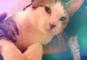 Oliver - tabby tuxedo cat for adoption in nashville tennessee tn