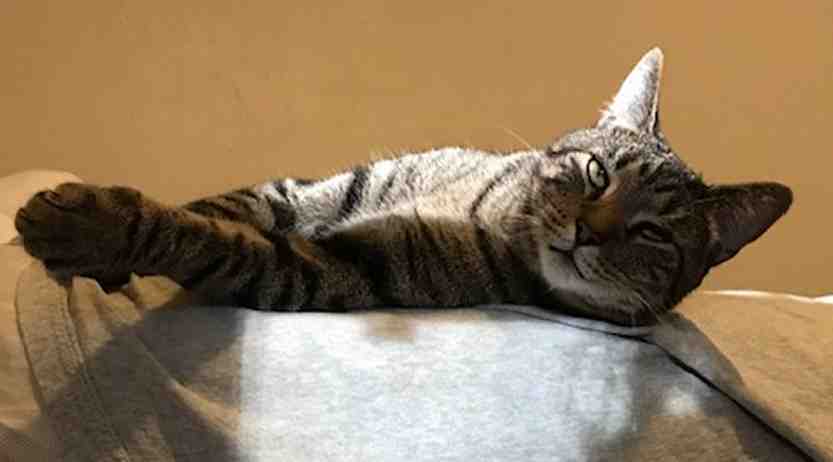 Oliver brown tabby cat adoption brooklyn ny 7