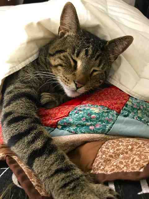 Oliver Brown Tabby Cat Adoption Brooklyn NY 7