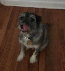 Oliver - Cute Terrier Mix For Adoption Philadelphia
