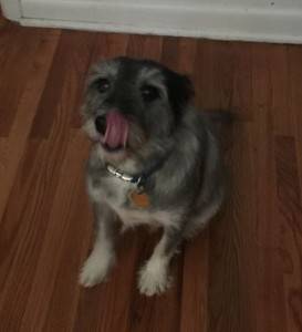 Oliver – cute shaggy dog seeks loving home in or near philadelphia pa