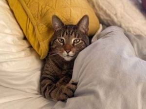 Photo Oliver handsome grey tabby for adoption brooklyn ny