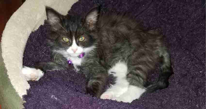 Longhaired Tuxedo Cat Adoption San Jose CA (4)