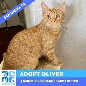 Oliver Orange Tabby Kitten For Adoption in San Diego California