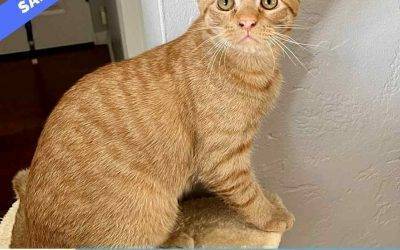 San Diego CA – Orange Tabby Kitten For Adoption – Meet Oliver