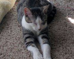 Oliver - tabby tuxedo cat for adoption in nashville tennessee tn