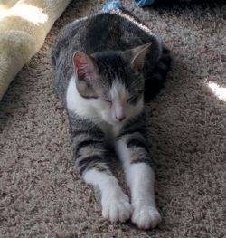 Oliver - Tabby Tuxedo Cat For Adoption In Nashville Tennessee TN