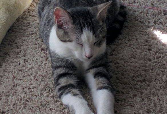 Oliver - Tabby Tuxedo Cat For Adoption in Nashville Tennessee TN