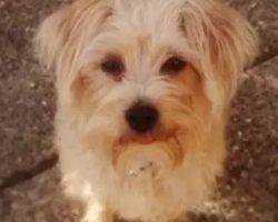 Oliver - yorkie jack russell terrier mix salt lake city