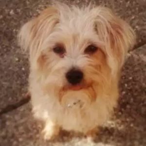 yorkie jack russell mix hypoallergenic
