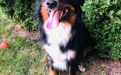 Australian Shepherd (Aussie) Dog For Adoption in Bloomington Indiana – Supplies Included – Adopt Ollie