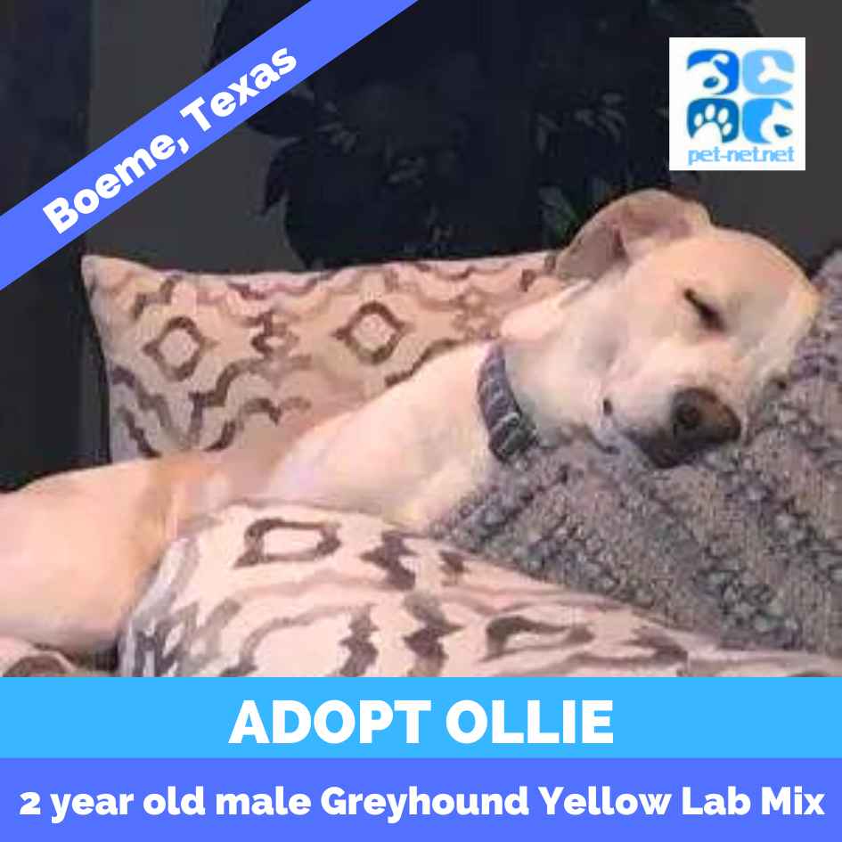 Lovable Labrador Retriever Greyhound Mix Dog For Adoption in Boerne Texas – Supplies Included – Adopt Ollie