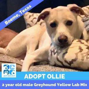 Lovable labrador retriever greyhound mix dog for adoption in boerne texas – supplies included – adopt ollie
