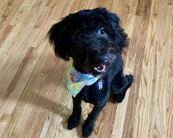 Black aussiedoodle dog for adoption in charlotte nc